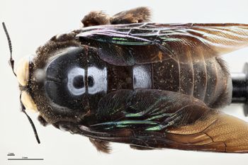 Media type: image;   Entomology 810671 Aspect: habitus dorsal view